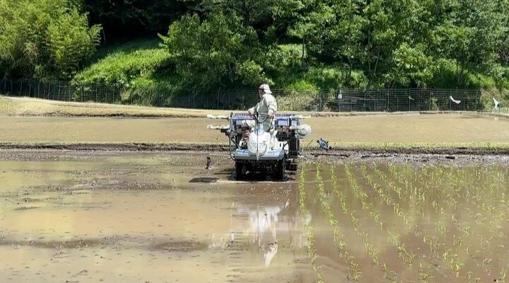 2025年田植え6月よーこの実家に行ってきた。お父さんが作るお米が美味しくて、田んぼ仕事はどんなに大変なことなんだろうと見たかった。手伝うにも役に立たないけど、1人でやるよりは私たちがいたら少しでも身体の負担が少なくなるかな〜私の父と一緒でいつまで仕事ができるかわからないから、今年の稲刈りと来年も行きたいです。東京生まれの私には育った家も田舎もないから、私にも田舎ができて嬉しい🥹第一次産業がなければ私たちは生きてはいけない。もっと感謝して無駄を出さずに支援していかなければならない！やりたいことはたくさんです！ (Instagram)