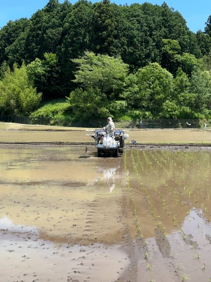 2025年田植え6月よーこの実家に行ってきた。お父さんが作るお米が美味しくて、田んぼ仕事はどんなに大変なことなんだろうと見たかった。手伝うにも役に立たないけど、1人でやるよりは私たちがいたら少しでも身体の負担が少なくなるかな〜私の父と一緒でいつまで仕事ができるかわからないから、今年の稲刈りと来年も行きたいです。東京生まれの私には育った家も田舎もないから、私にも田舎ができて嬉しい🥹第一次産業がなければ私たちは生きてはいけない。もっと感謝して無駄を出さずに支援していかなければならない！やりたいことはたくさんです！ (Instagram)